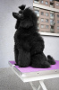 Additional photos: Black Poodle toy