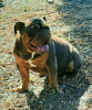 Photo №4. I will sell english bulldog in the city of Belgrade. breeder - price - Is free