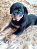 Photo №3. Rottweiler puppies. Russian Federation