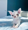 Photo №3. Lovely Chihuahua puppies for sale.. United States