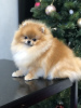 Photo №2 to announcement № 93898 for the sale of pomeranian - buy in United Arab Emirates breeder