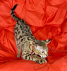 Photo №2 to announcement № 67906 for the sale of savannah cat - buy in Russian Federation from nursery