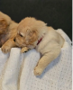 Photo №1. golden retriever - for sale in the city of Šiauliai | 423$ | Announcement № 127609