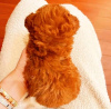 Photo №2 to announcement № 123829 for the sale of poodle (toy) - buy in Finland private announcement, breeder