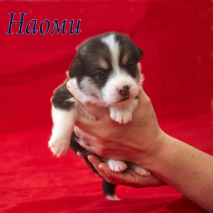 Photo №2 to announcement № 5142 for the sale of welsh corgi - buy in Russian Federation private announcement