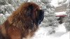 Photo №1. tibetan mastiff - for sale in the city of Samara | negotiated | Announcement № 8805