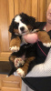 Photo №1. non-pedigree dogs - for sale in the city of Bamberg | Is free | Announcement № 118054