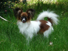 Photo №2 to announcement № 51180 for the sale of papillon dog - buy in Russian Federation from nursery