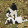 Photo №4. I will sell american akita in the city of Berlin. private announcement - price - negotiated