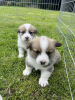 Photo №1. welsh corgi - for sale in the city of Cape Coral | 300$ | Announcement № 77414