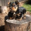 Photo №2 to announcement № 11075 for the sale of yorkshire terrier - buy in United States private announcement