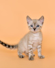Photo №4. I will sell bengal cat in the city of Nizhny Novgorod. breeder - price - 621$