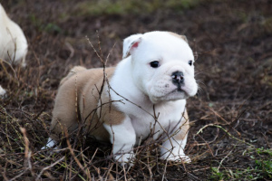 Photo №4. I will sell english bulldog in the city of Samara. breeder - price - negotiated