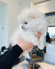 Photo №3. Pomeranian puppies. Finland