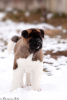 Photo №2 to announcement № 32218 for the sale of american akita - buy in Belarus breeder