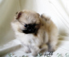 Photo №1. pomeranian - for sale in the city of Москва | 448$ | Announcement № 7829