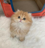 Photo №1. persian cat - for sale in the city of Greensboro | 300$ | Announcement № 87574