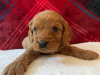 Photo №4. I will sell non-pedigree dogs in the city of Bamberg. private announcement - price - Is free