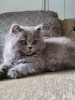 Photo №2 to announcement № 109733 for the sale of british longhair - buy in Germany private announcement, breeder