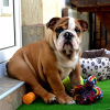 Additional photos: English bulldog, top breed