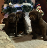 Photo №2 to announcement № 127088 for the sale of labrador retriever - buy in Serbia 