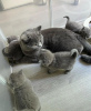 Photo №1. british shorthair - for sale in the city of Warsaw | 211$ | Announcement № 120205