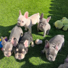 Photo №1. french bulldog - for sale in the city of Berlin | negotiated | Announcement № 116197