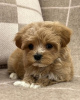 Photo №3. stunning F1 maltipoo puppies.. Germany