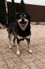 Photo №3. Smiling dog Masyanya is looking for a home!. Russian Federation