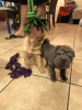 Photo №1. shar pei - for sale in the city of Geneva | Is free | Announcement № 19450