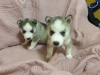 Additional photos: Purebred husky puppies for sale