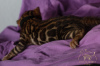 Photo №3. Bengal kittens from a breeder. Germany