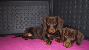 Photo №2 to announcement № 1391 for the sale of dachshund - buy in Russian Federation private announcement