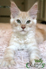 Photo №1. maine coon - for sale in the city of St. Petersburg | 681$ | Announcement № 10590