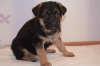 Photo №4. Buy german shepherd in the city of Kiev. private announcement - price - 315$