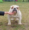 Additional photos: English bulldog fci