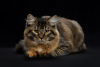 Photo №2 to announcement № 102998 for the sale of siberian cat - buy in Russian Federation from nursery