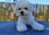 Photo №2 to announcement № 97131 for the sale of bichon frise - buy in Serbia breeder