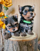 Additional photos: MINI YORKSHIRE TERRIER