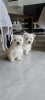 Photo №1. west highland white terrier - for sale in the city of Belgrade | negotiated | Announcement № 109990