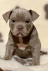Photo №1. american bully - for sale in the city of New York | 1000$ | Announcement № 82418