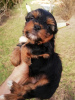 Photo №2 to announcement № 97665 for the sale of beaver yorkshire terrier, yorkshire terrier - buy in Estonia private announcement, breeder
