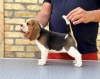 Additional photos: Beagle puppies from top show parents