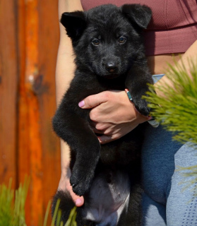 Photo №2 to announcement № 4677 for the sale of german shepherd - buy in Ukraine breeder