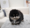 Photo №1. pomeranian - for sale in the city of Munich | 317$ | Announcement № 105065