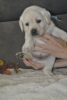 Additional photos: Labrador Retriever