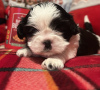 Photo №1. shih tzu - for sale in the city of New York | 260$ | Announcement № 84037