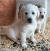 Photo №1. labrador retriever - for sale in the city of Naantali | 338$ | Announcement № 120631