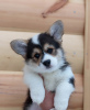 Photo №4. I will sell welsh corgi in the city of Обнинск. from nursery - price - negotiated