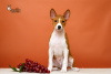 Photo №2 to announcement № 39988 for the sale of basenji - buy in Belarus from nursery